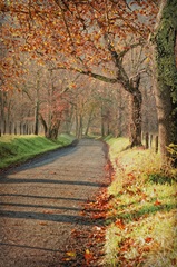 Morning on Sparks Lane III