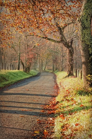 Morning on Sparks Lane III