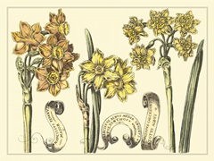 Narcissus in Bloom I