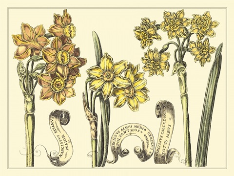 Narcissus in Bloom I