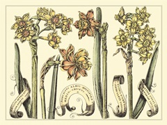 Narcissus in Bloom II