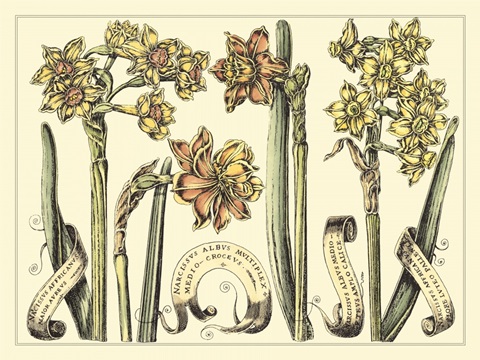 Narcissus in Bloom II