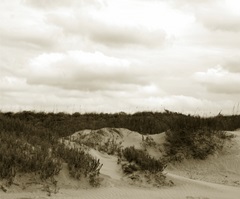 Ocracoke Dune Study II