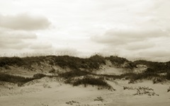 Ocracoke Dune Study III