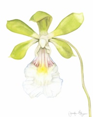 Orchid Beauty I