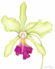 Orchid Beauty III