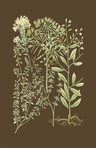 Organic Greenery III