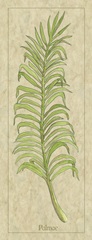 Palmae Leaf