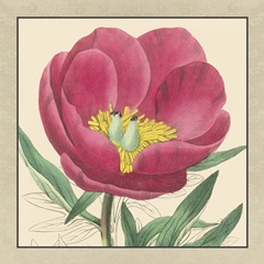 Peony Collection I