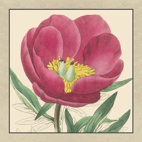 Peony Collection I