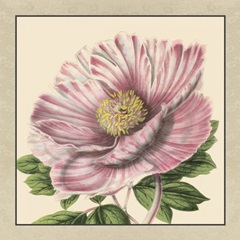 Peony Collection II