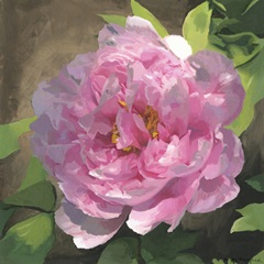 Peony in Pink I