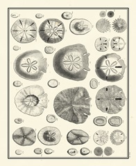 Aegean Collection II