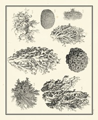 Aegean Collection IV