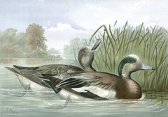 American Wigeon Ducks