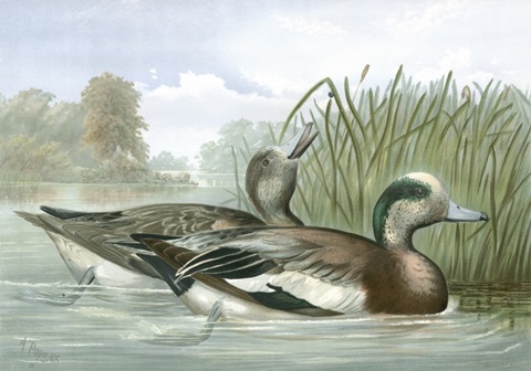 American Wigeon Ducks