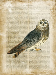 Antiquarian Birds I