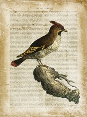 Antiquarian Birds III