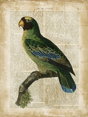 Antiquarian Birds VI