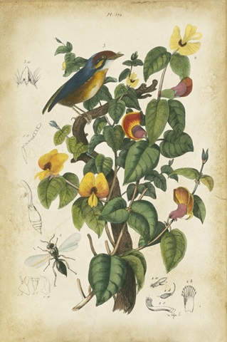 Antique Bird in Nature III