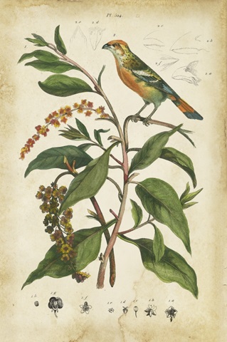 Antique Bird in Nature IV