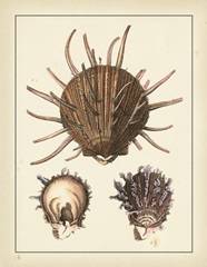 Antique Diderot Shells I