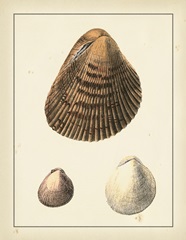 Antique Diderot Shells II