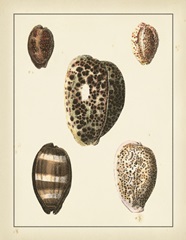 Antique Diderot Shells III