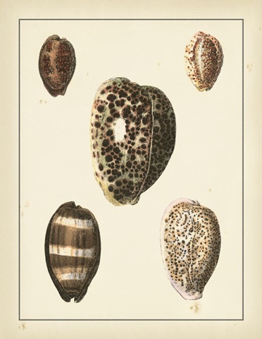 Antique Diderot Shells III