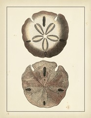 Antique Diderot Shells V