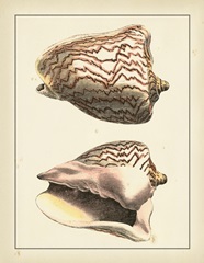 Antique Diderot Shells VI