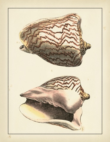 Antique Diderot Shells VI