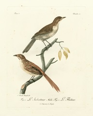 Antique French Birds I