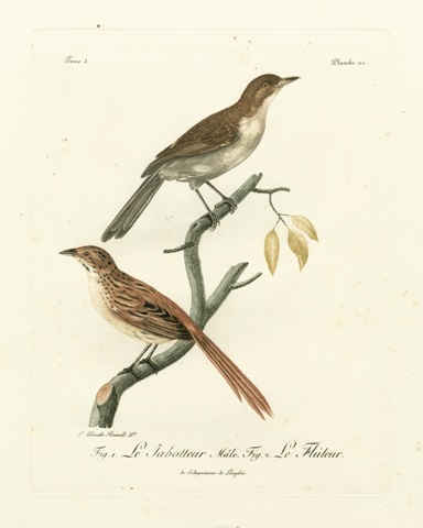 Antique French Birds I