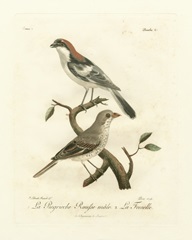 Antique French Birds II