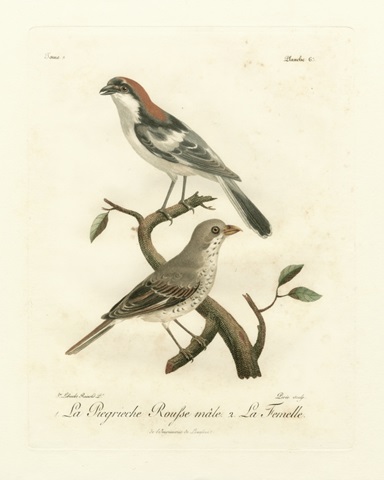 Antique French Birds II