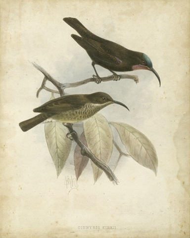 Antique Gould Hummingbird I