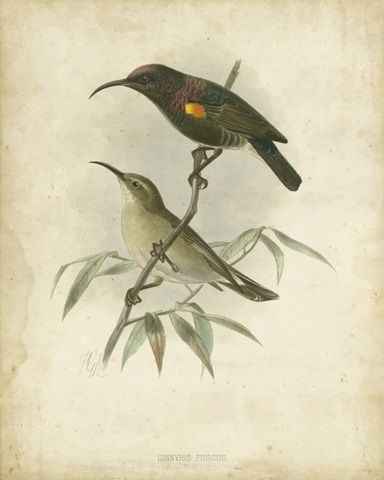 Antique Gould Hummingbird II