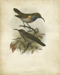 Antique Gould Hummingbird III