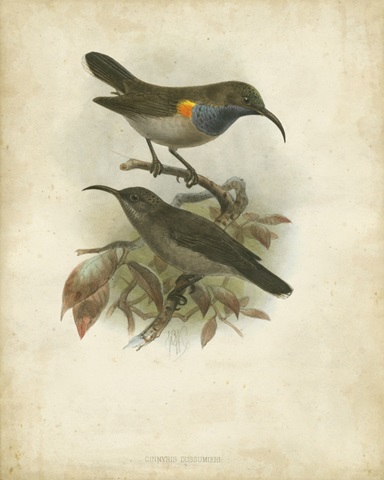 Antique Gould Hummingbird III