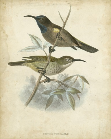 Antique Gould Hummingbird IV