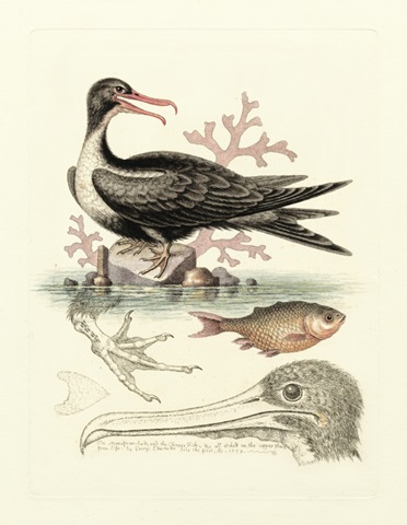 Aquatic Birds I
