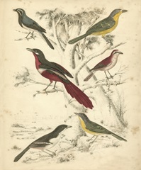 Avian Habitat IV