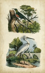 Avian Sanctuary I