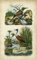 Avian Sanctuary II