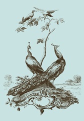 Avian Toile II