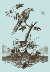 Avian Toile III