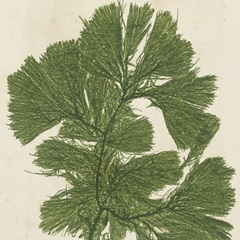 Brilliant Seaweed IV