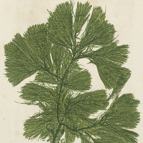 Brilliant Seaweed IV