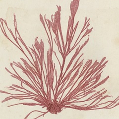 Brilliant Seaweed IX